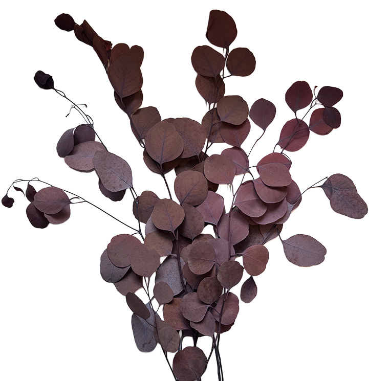 ZVB POPULUS AUTUMNAL MOCHA COCOA OTONO 40/80 8435056106154