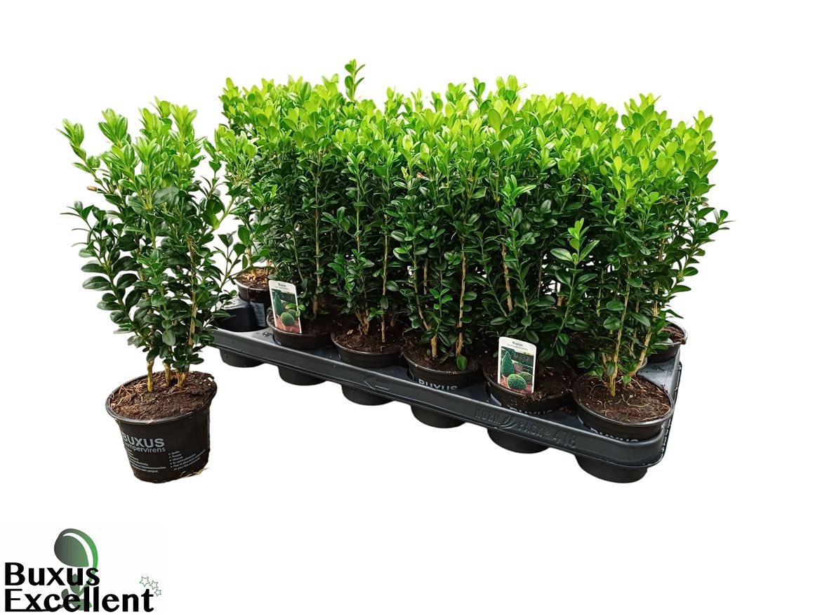 BUXU SEMPERVIRENS