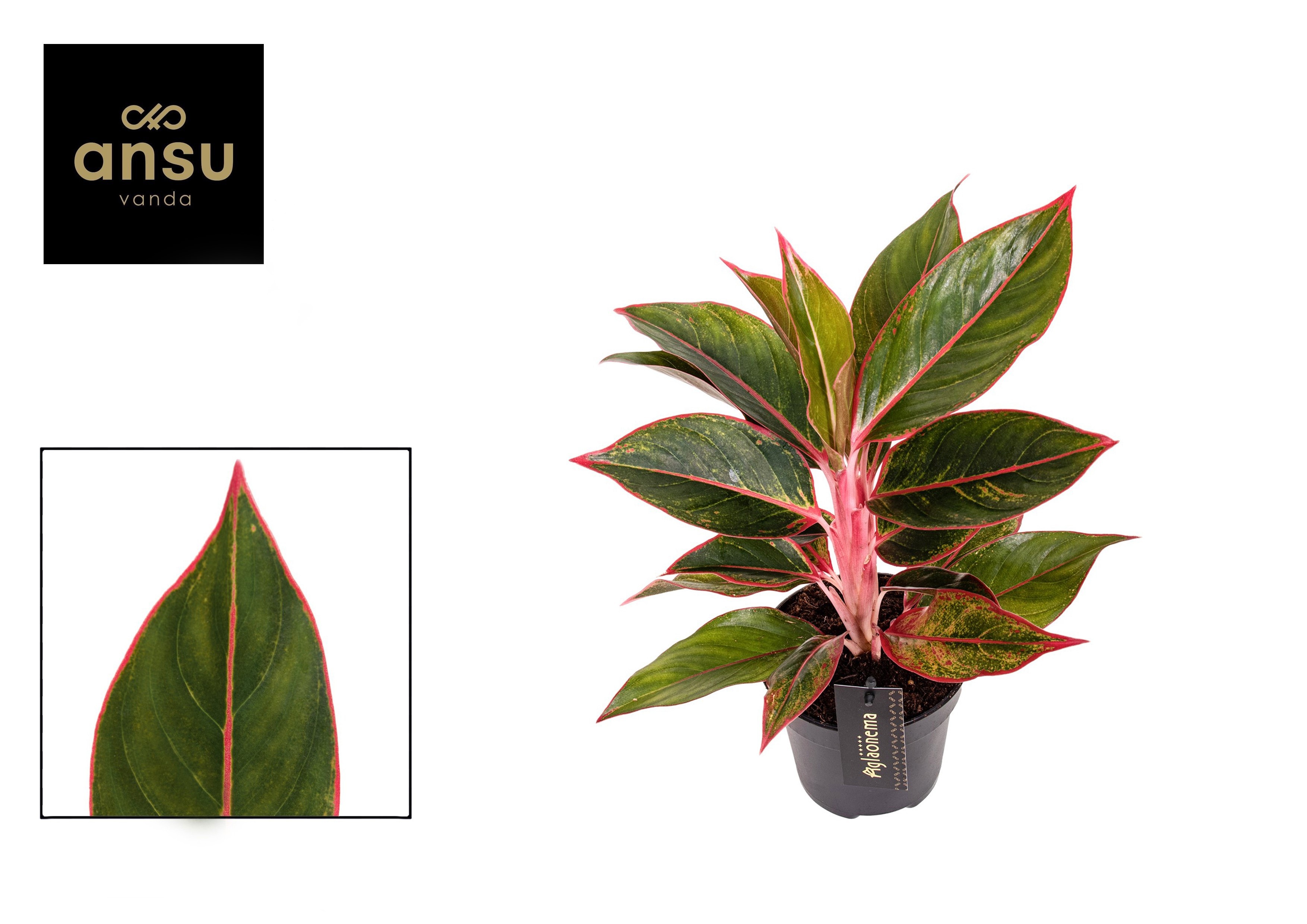 AGLAO JUNGLE RED