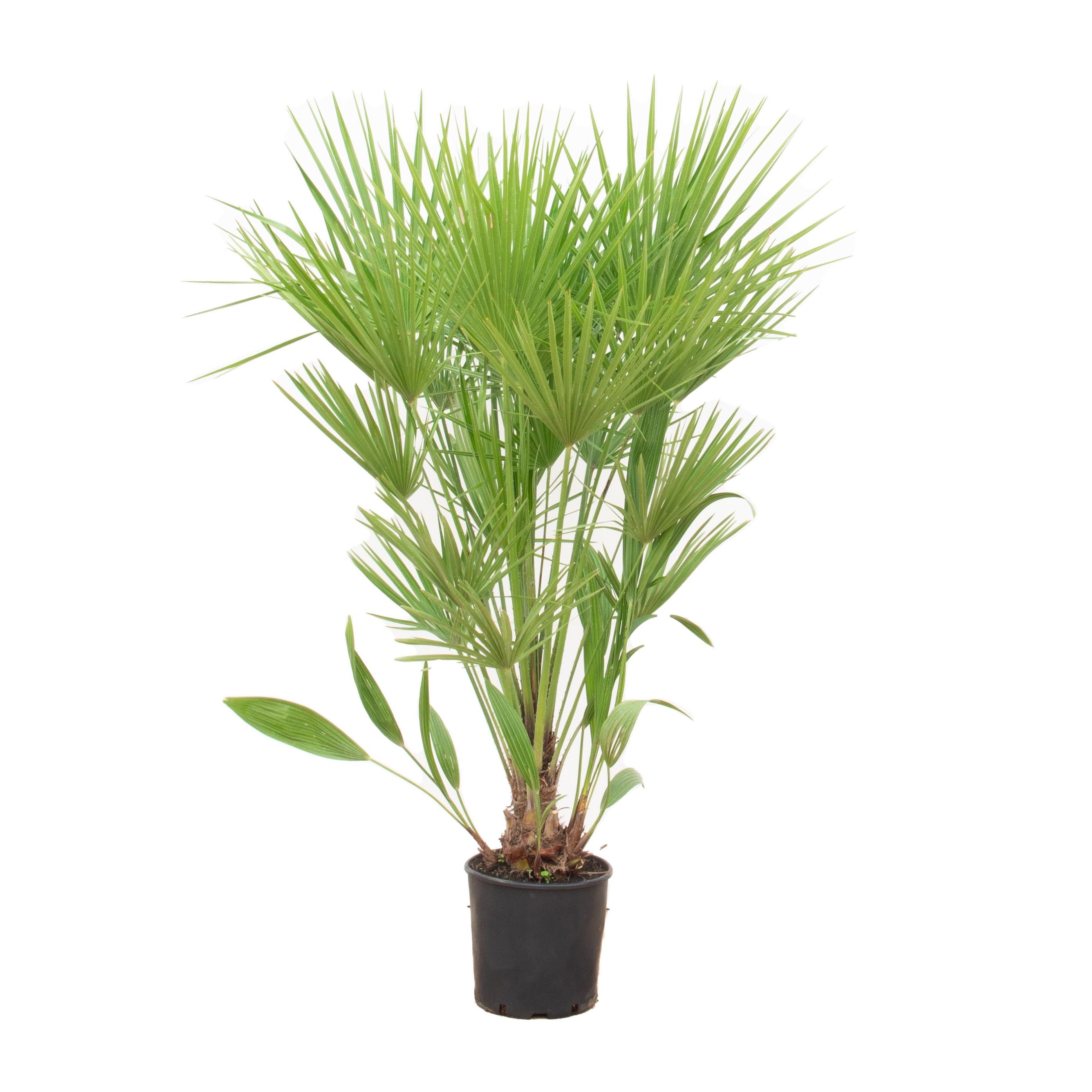 CHAM HUMILIS