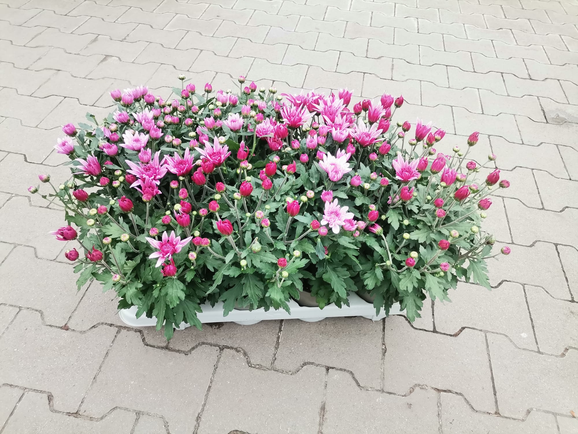CHRYSANTHEMUM HU SZENZI