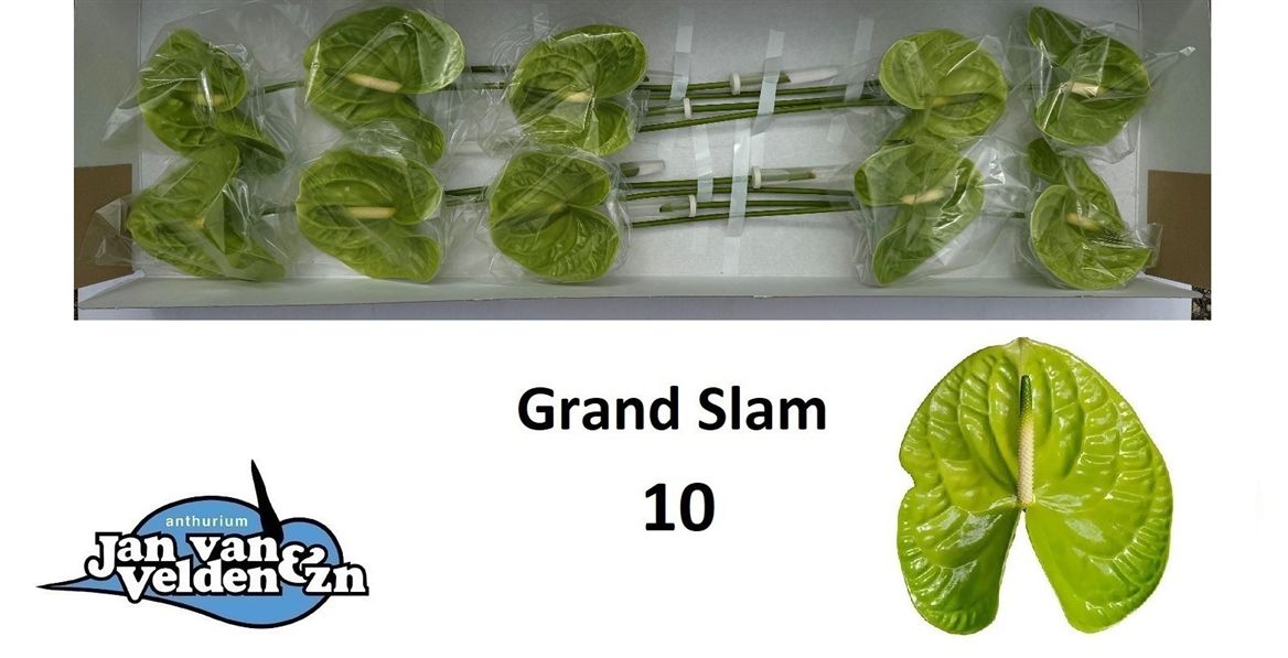 ANTH A GRAND SLAM *10