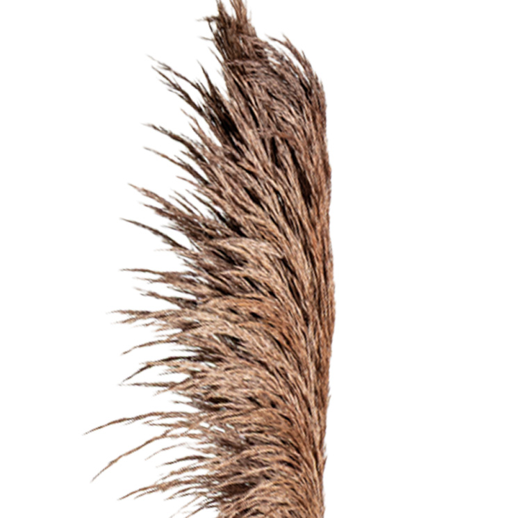 ZVB PAMPAS 80/90 CHOCOLATE 8435056105904