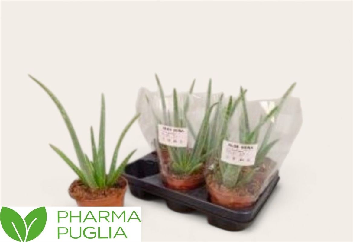 ALOE VERA