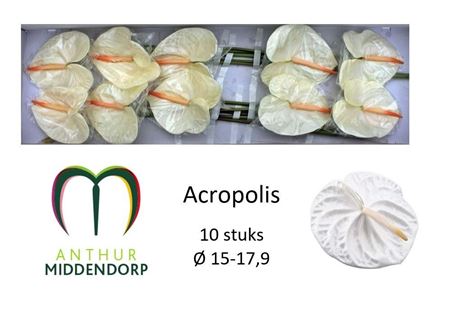 ANTH A ACROPOLIS *10