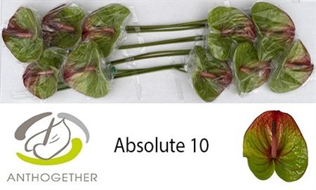 ANTH A ABSOLUTE *10