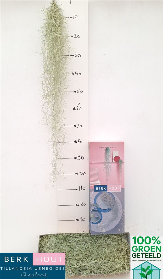 TILL USNEOIDES