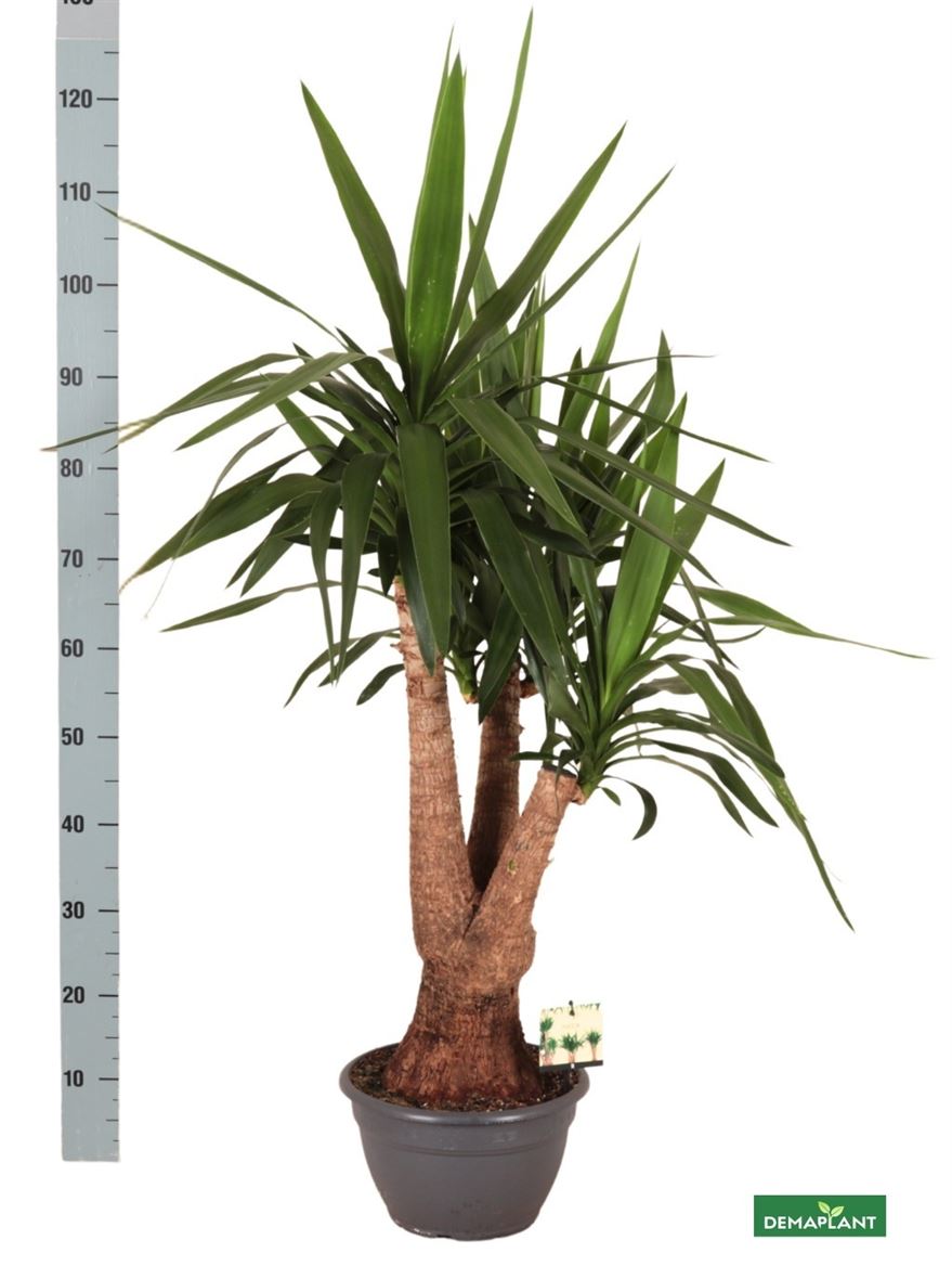 YUCCA ELÁGAZÓ AKCIO