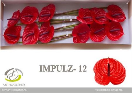 ANTH A IMPULZ *12