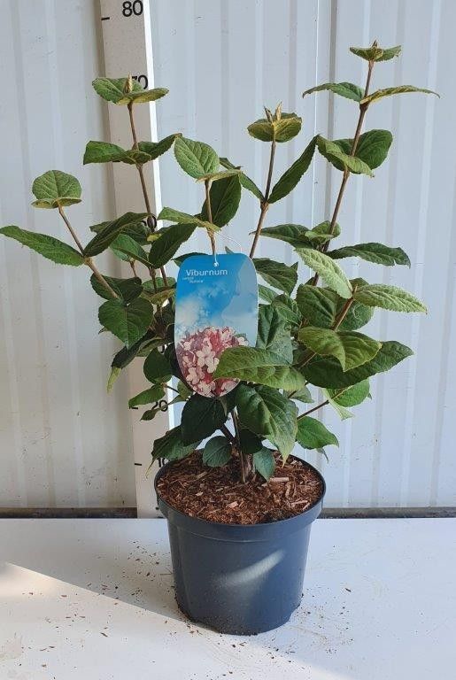 VIB CARLESII AURORA AKCIO
