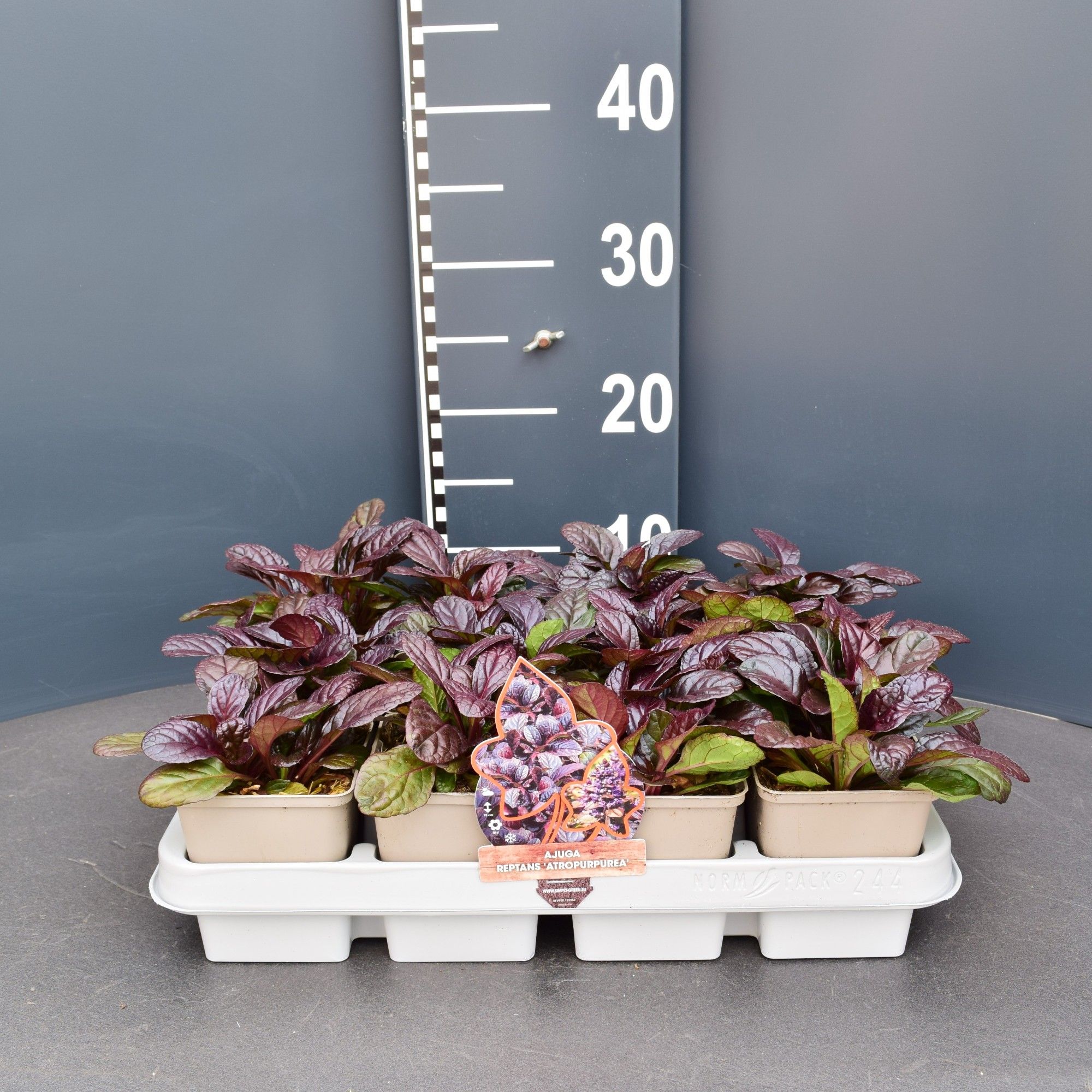 AJUGA REPTANS ATROPURPUREA