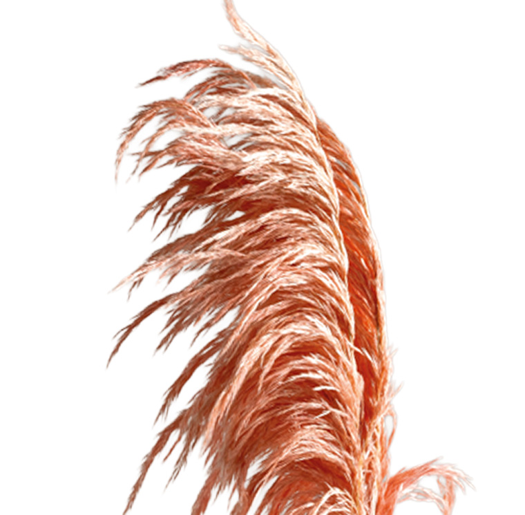 ZVB PAMPAS 80/90 PASTEL PINK 8435056105881