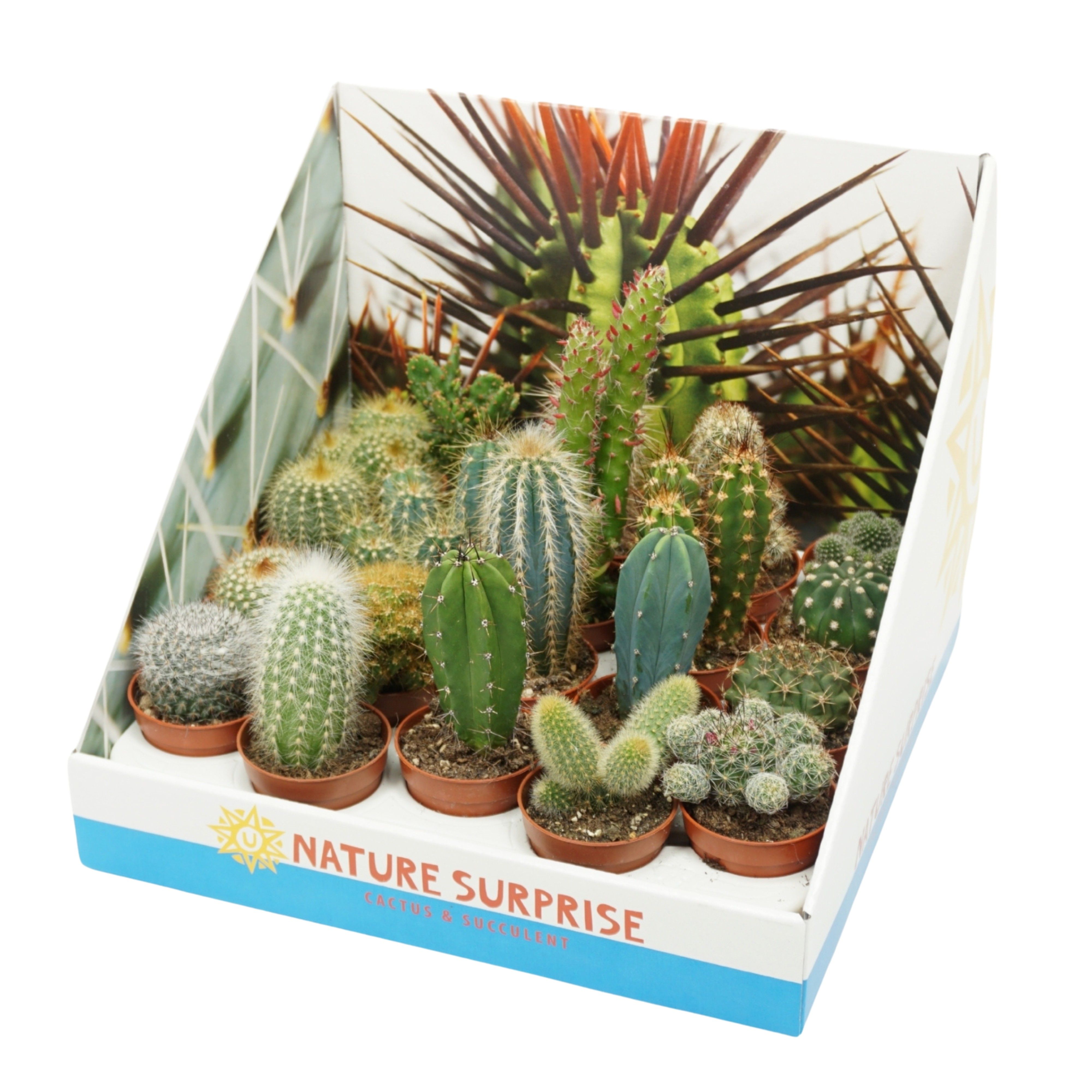 CACTUS MIX DOBOZOS