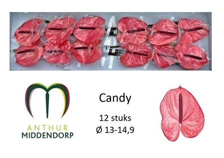 ANTH A CANDY *12