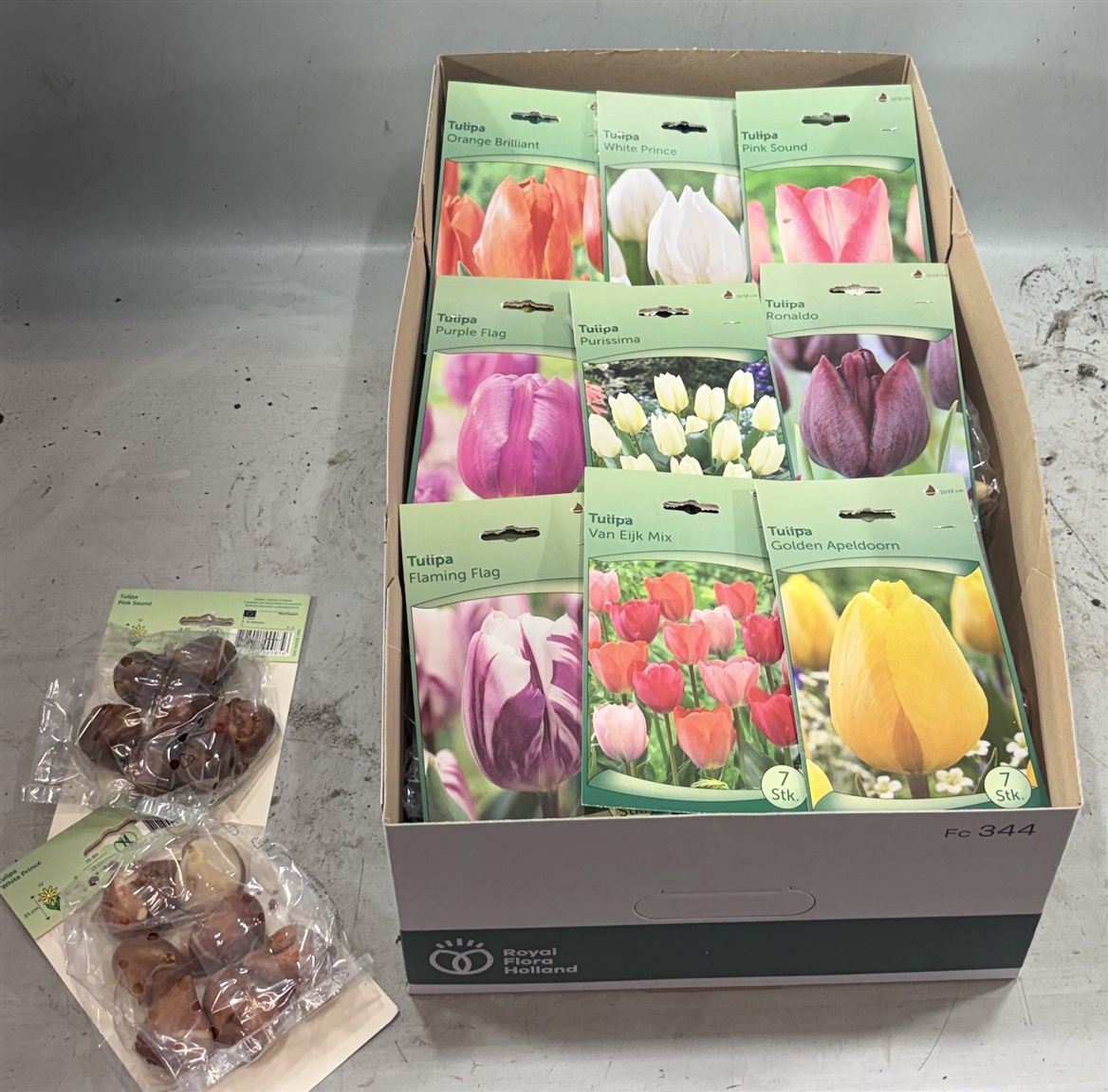 HAGYMA TULIPAN *40
