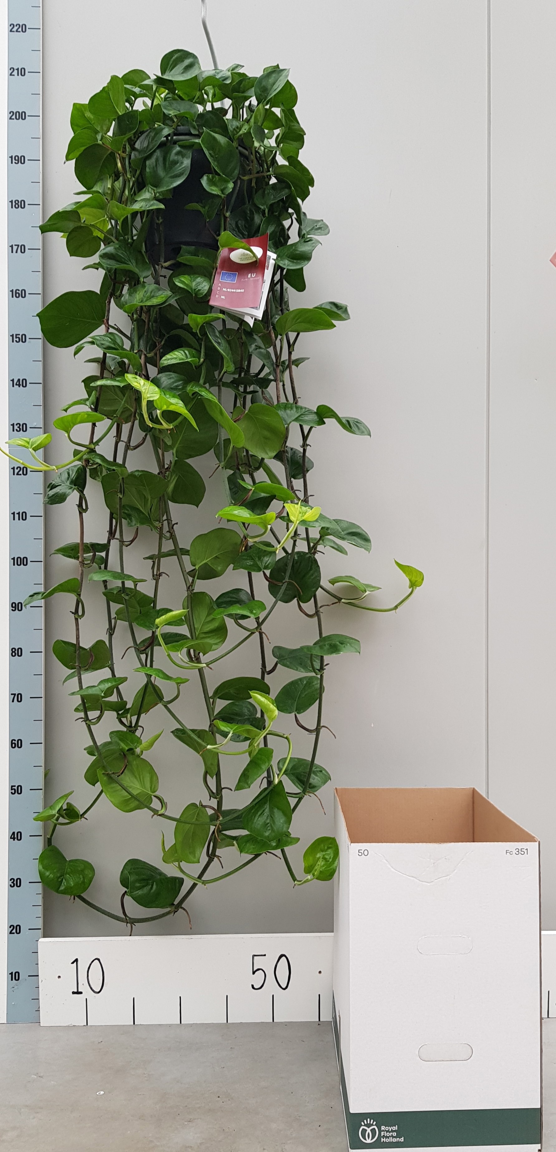 EPIP GLOBAL GREEN 150 CM