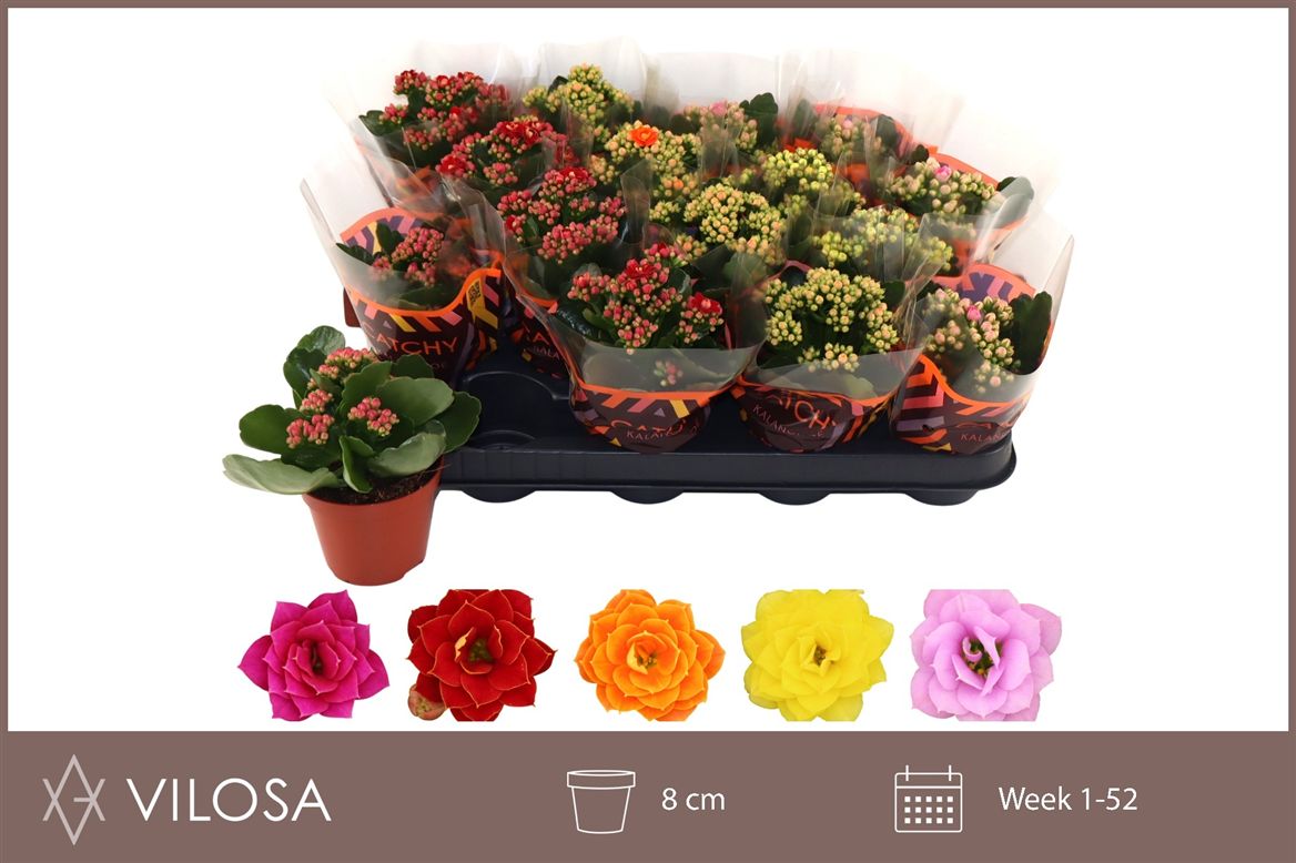 KAL ROSALIE 8 CM