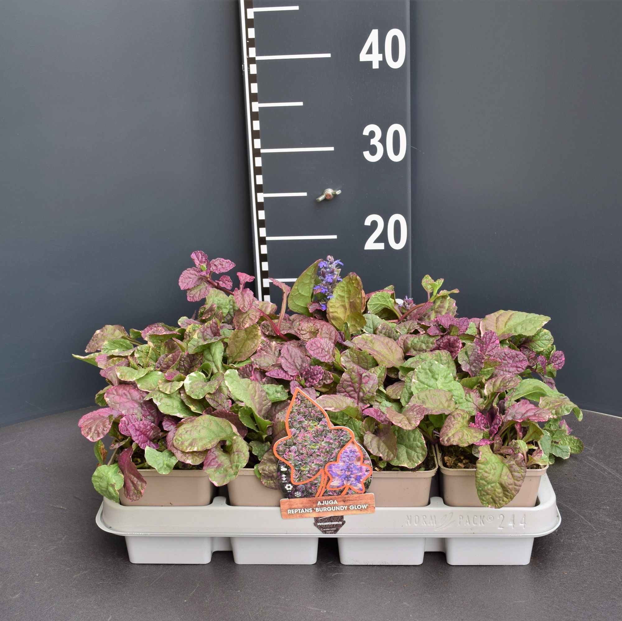 AJUGA REPTANS BURGUNDY GLOW