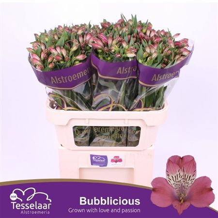 ALSTR BUBBLICIOUS