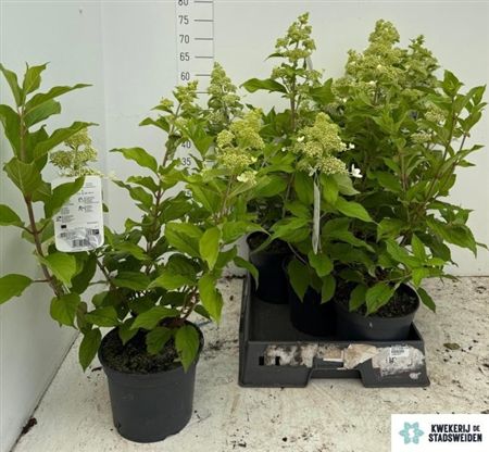 HYDR PANICULATA AKCIO