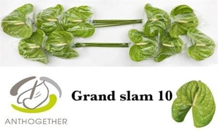 ANTH A GRAND SLAM *10