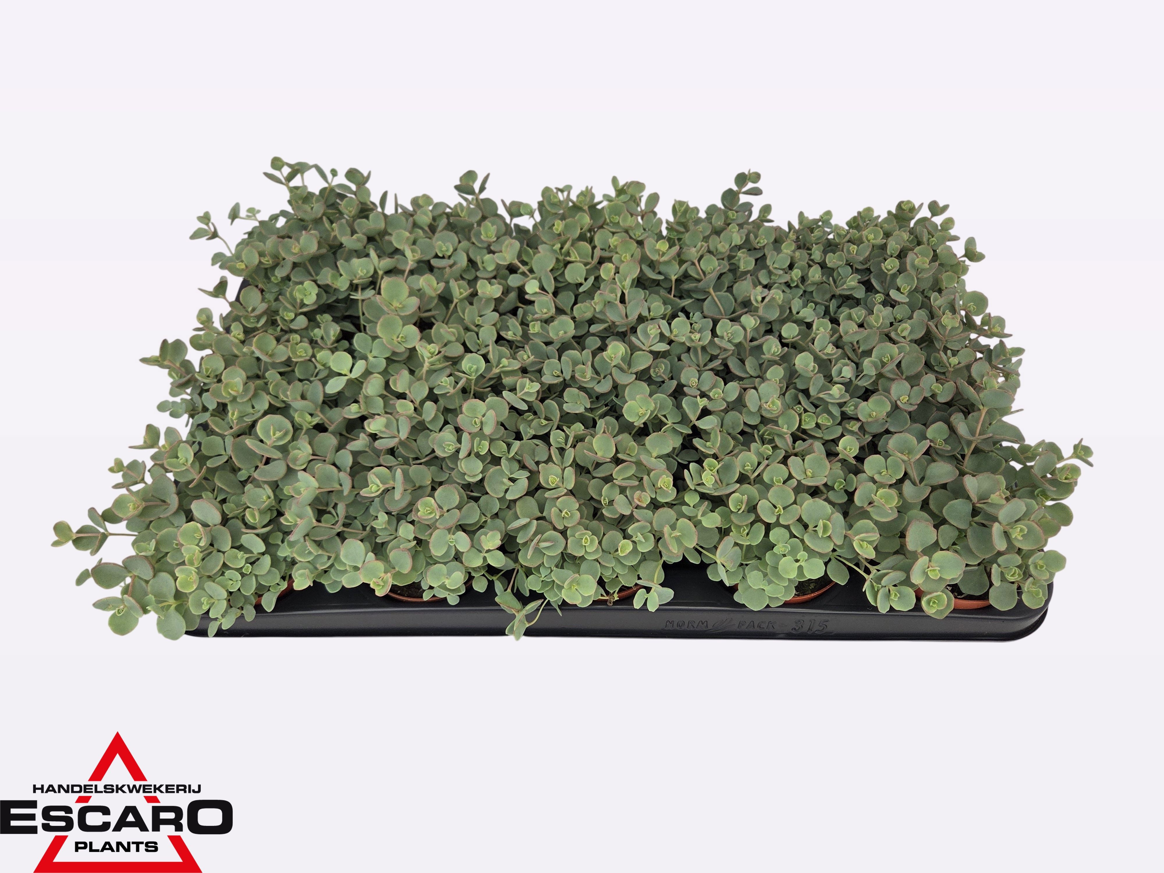 SEDUM SIEBOLDII