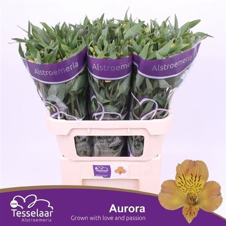 ALSTR AURORA