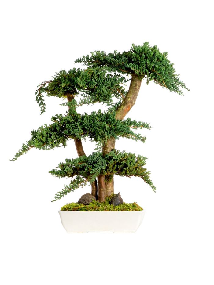BONSAI PROCUMBENS TARTÓSÍTOTT NÖVÉNY