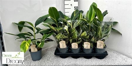 ALPINIA VARIEGATA