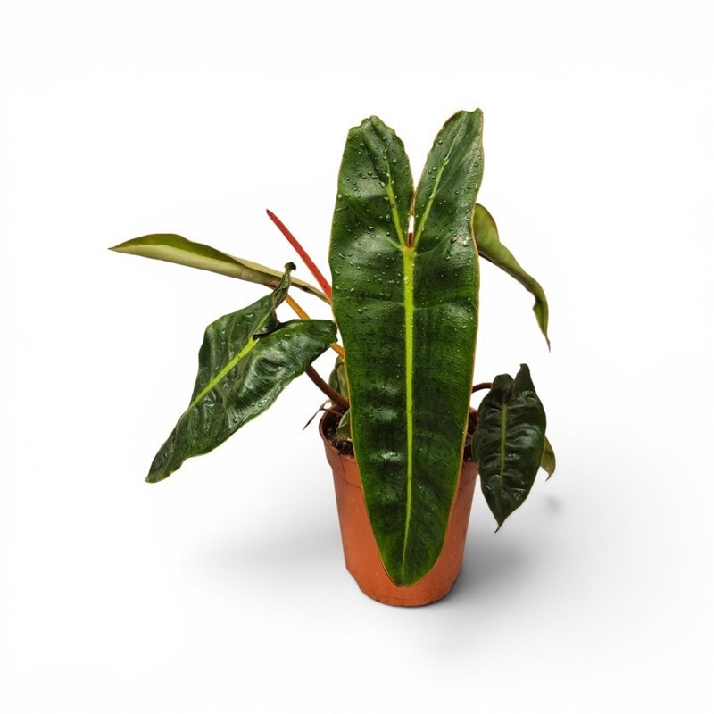 PHIL ARACEAE ATABAPOENSE