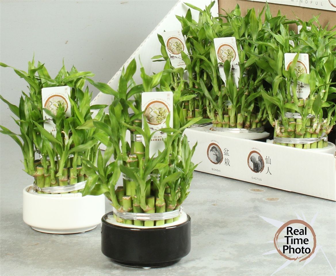 DRA LUCKY BAMBOO