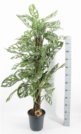 MONSTERA OBLIQUA MOSSTOK AKCIO
