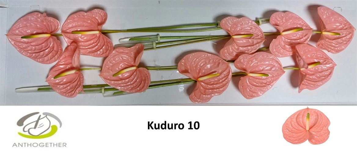 ANTH A KUDURO *10