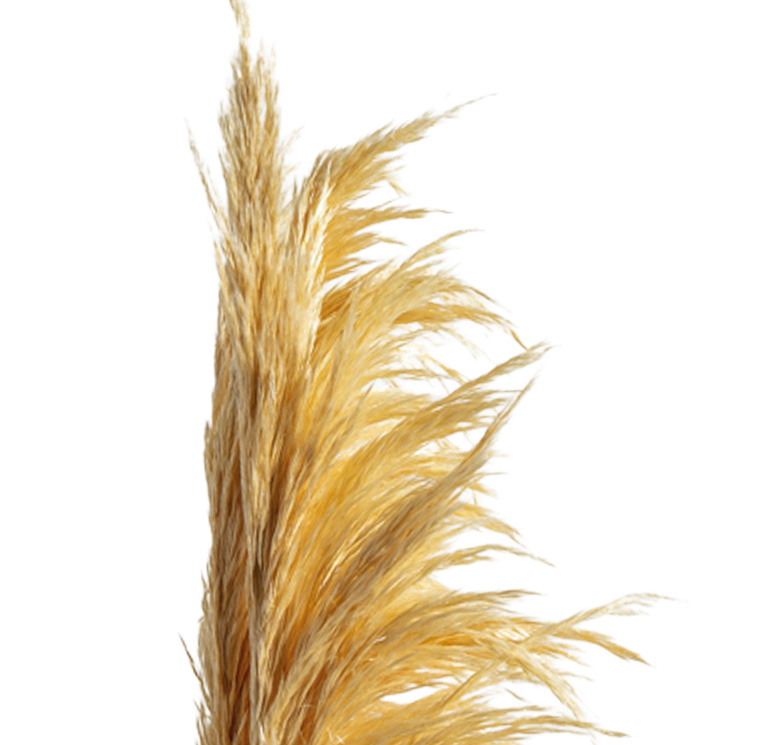 ZVB PAMPAS 80/90 CREAM 8435056105867