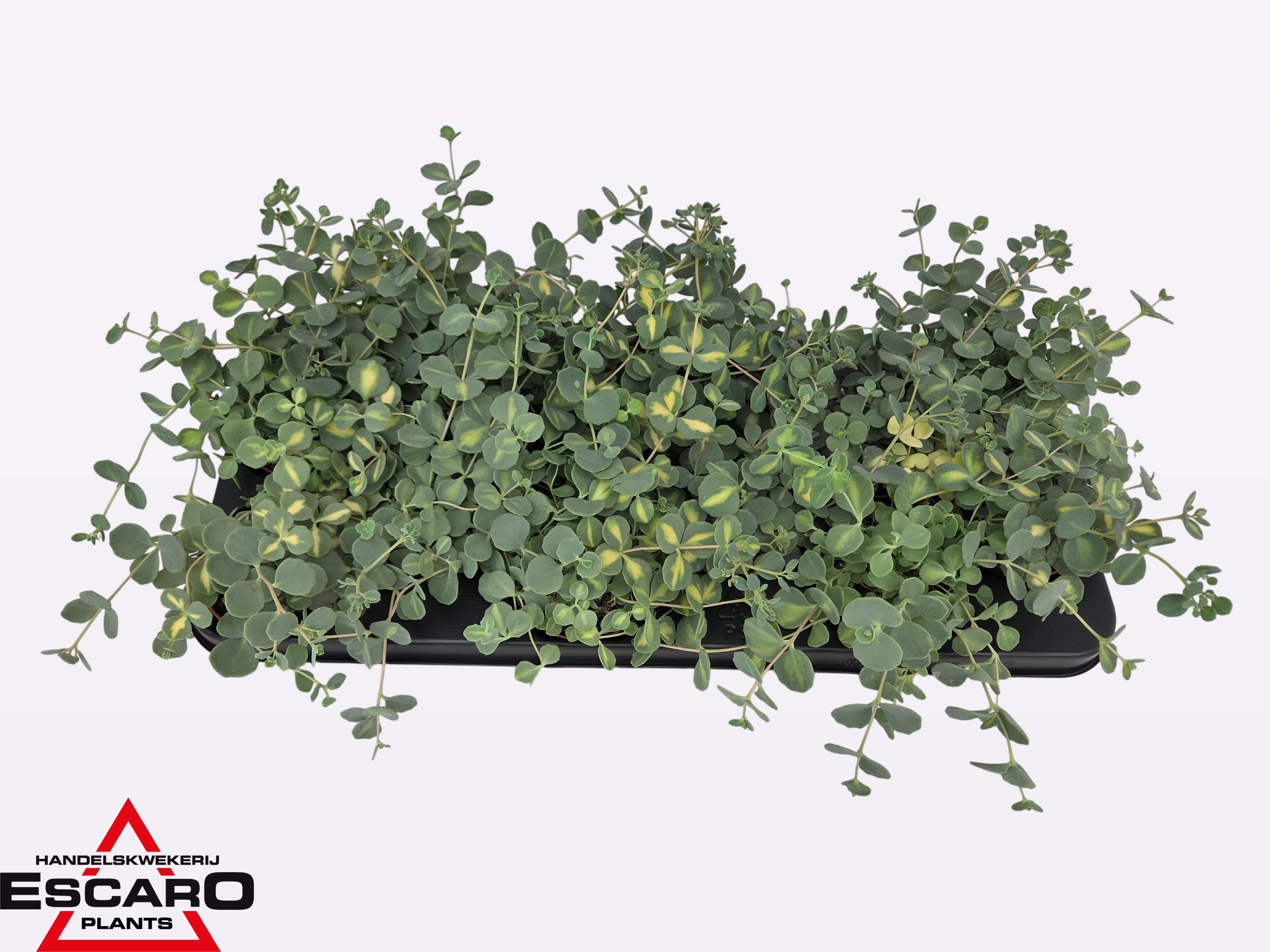SEDUM SIEB MEDIOVAR