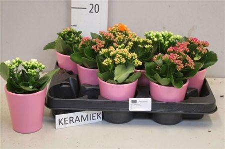 Ö. KAL MIX PINK KASPÓS