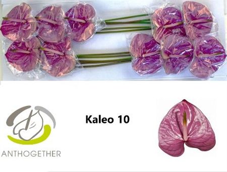 ANTH A KALEO *10