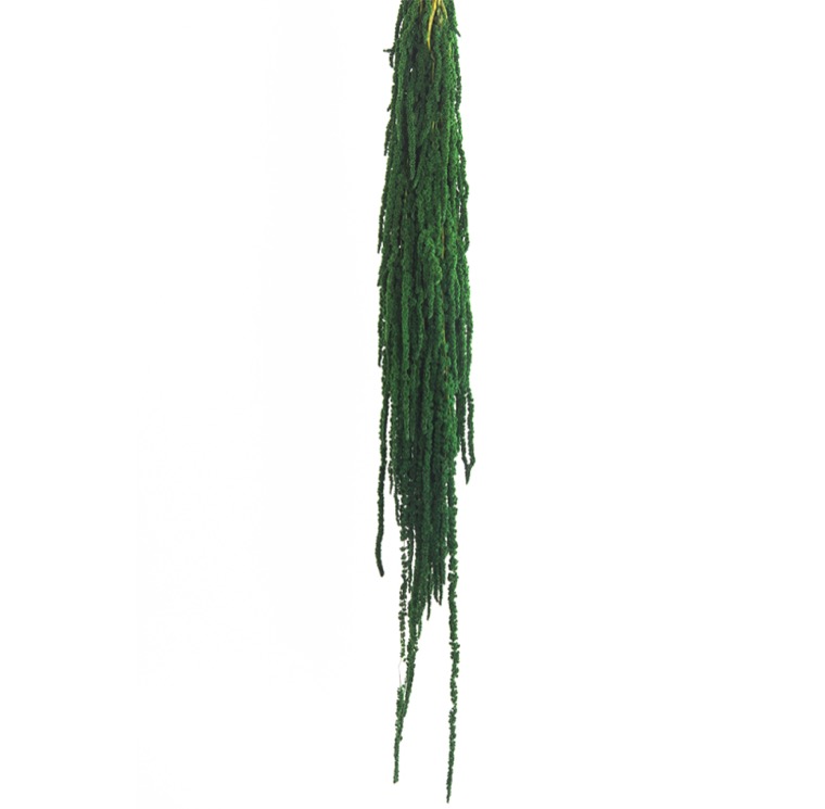 ZVB AMARANTHUS GREEN 3421774104874