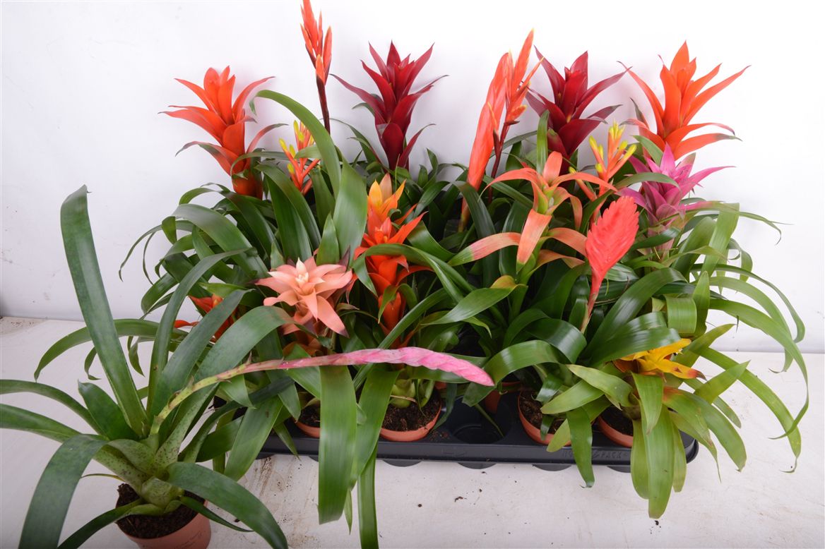 BROMELIA GEM