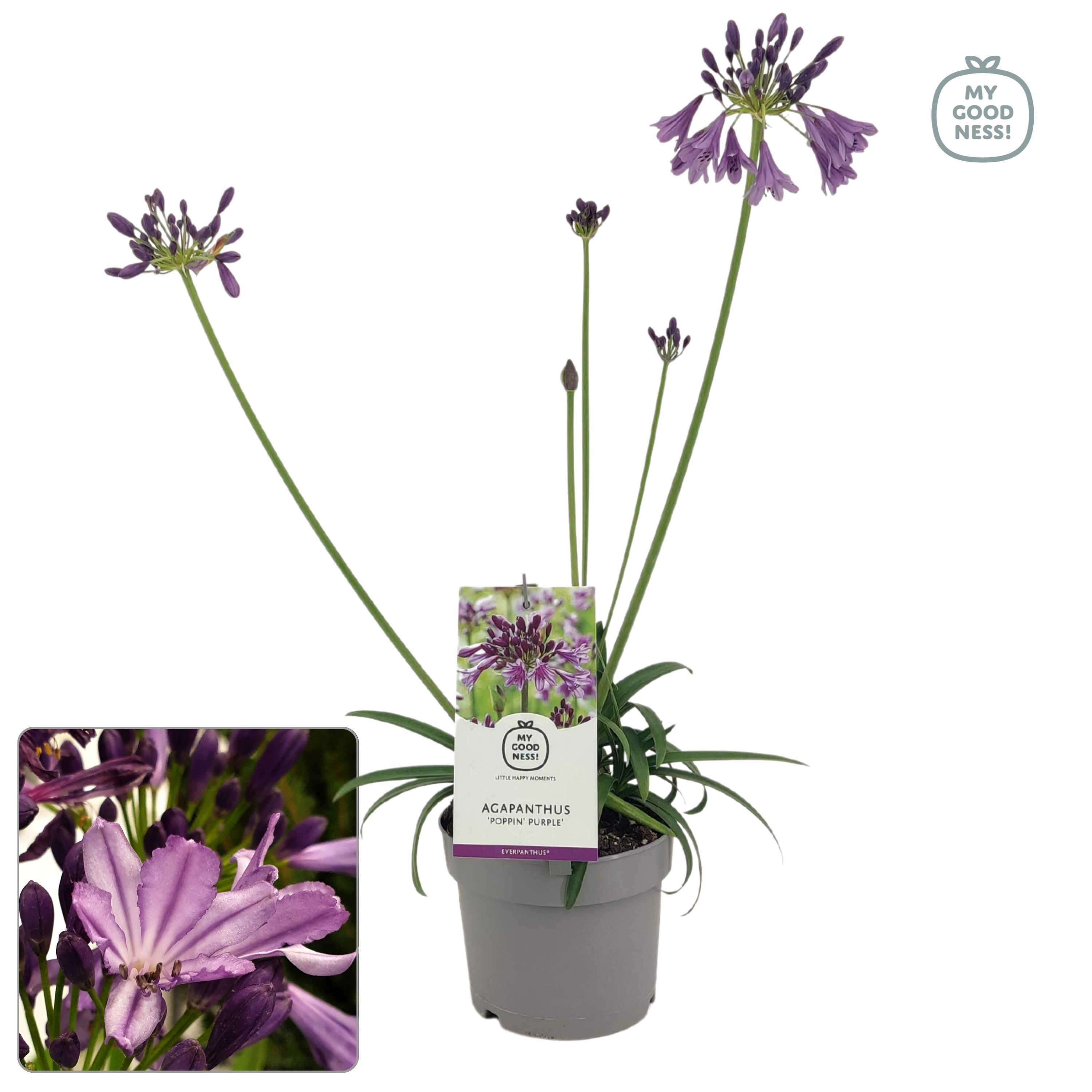 AGAPANTHUS POPPIN PURPLE AKCIO